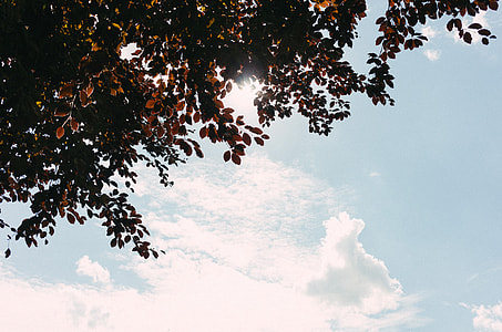 Tree and sky thumbnail
