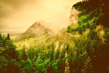 landscape photography of pine trees on mountain thumbnail