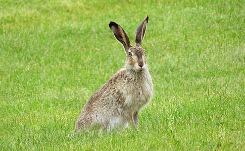 brown rabbit on green grass field thumbnail
