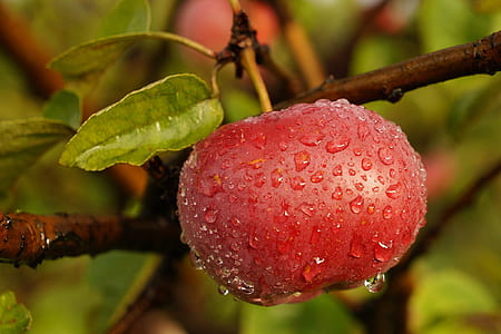close up photography of apple with water droplets thumbnail