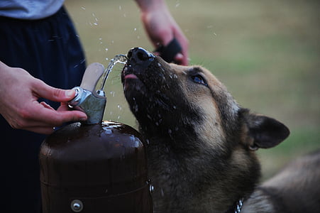 selective focus photography of short-coated tan dog drinking water thumbnail