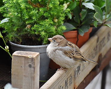 brown bird standing near green leafed plant thumbnail