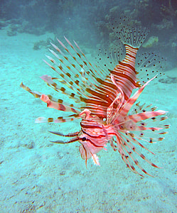lion fish thumbnail