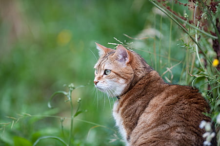 selective focus photography of gray and white cat thumbnail