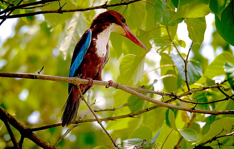 red bird on top of tree branch thumbnail