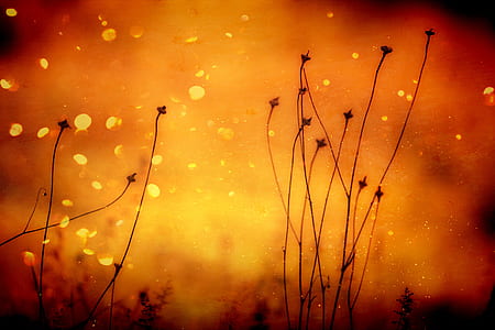 black plant digital wallpaper thumbnail