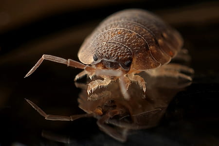 brown pill bug closeup photography thumbnail