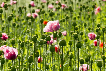 sunlight over pink tulips field thumbnail