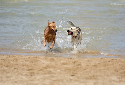 two adult German shepherd and golden retriever on body of water during daytime thumbnail