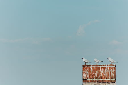 three gulls perched on brown concrete brick wall under blue sky thumbnail