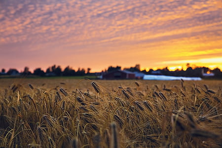 photography of wheats thumbnail