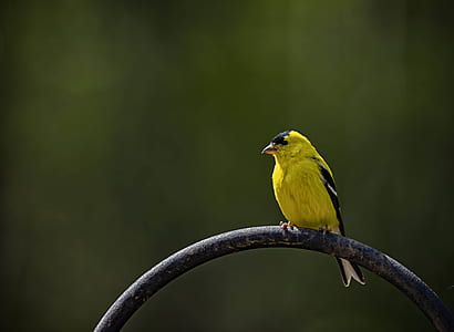 selective focus photography of American goldfinch thumbnail