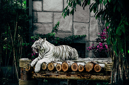 white tiger laying on top thumbnail