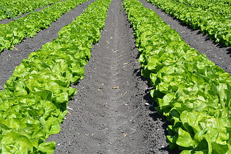 green root crop field during daytime thumbnail