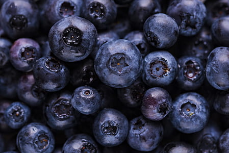 top view of blueberry lot thumbnail