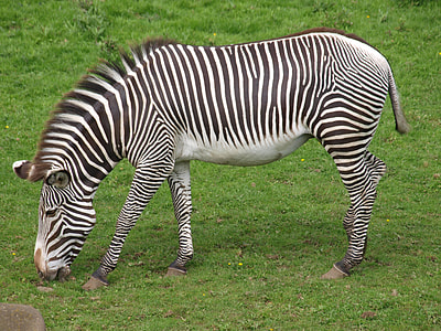 zebra grazing on green grass thumbnail