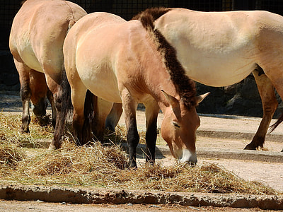 Przewalski'S Horse, Equus Przewalskii thumbnail