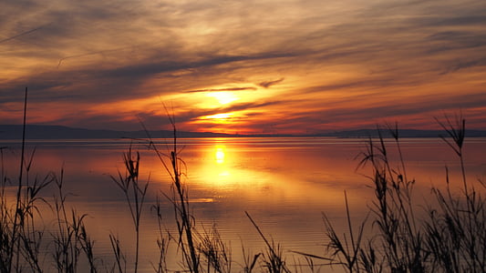 silhouette of plant during sunset thumbnail