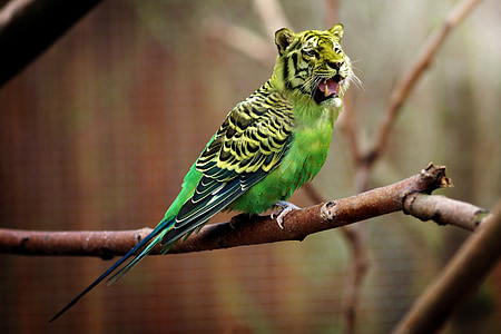 green bird figure thumbnail
