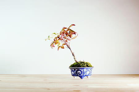 photo of green leafed plant with pot thumbnail