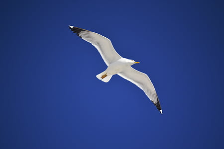 white and black seagull with blue background thumbnail