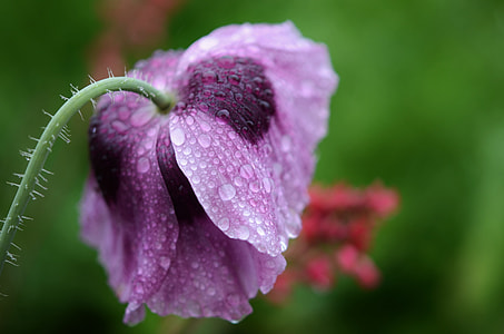close-up photo of purple poppy flower with water dew thumbnail