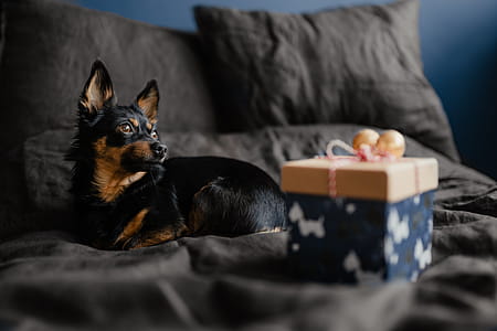 Christmas gifts for a cute little dog thumbnail