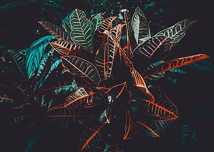 photography of green leafed plant thumbnail