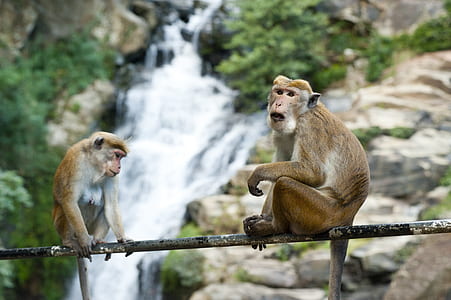 nature, animal, cute, sitting thumbnail