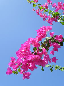 pink bougainvillea flowers at daytime thumbnail