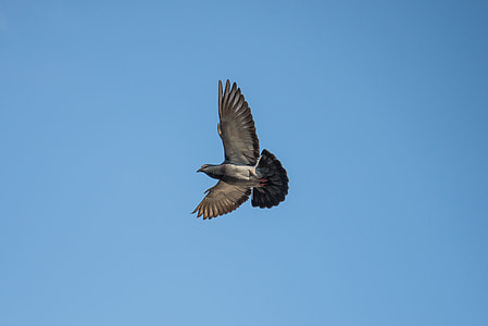 black bird soaring thumbnail