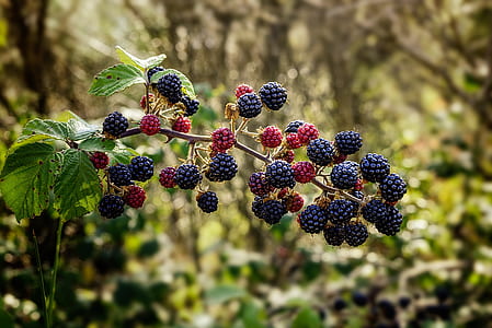raspberries on plant thumbnail