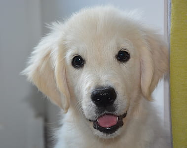 yellow Labrador retriever puppy closeup photography thumbnail