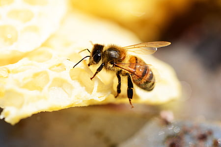 honey bee on hive thumbnail