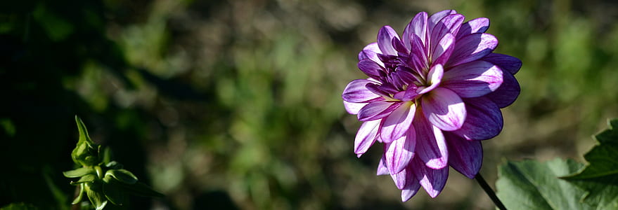 closeup photography of purple dahlia flower thumbnail
