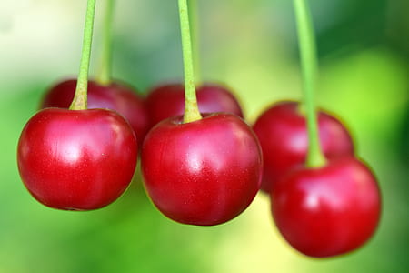 closeup photo of cherries thumbnail