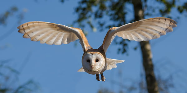 white and beige owl flying during daytime thumbnail
