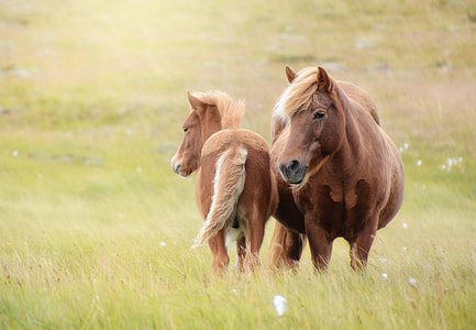 selective focus photography of brown horse thumbnail