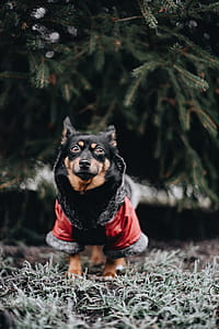 Small dog with warm jacket thumbnail
