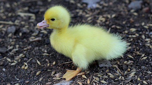 yellow chick on ground thumbnail