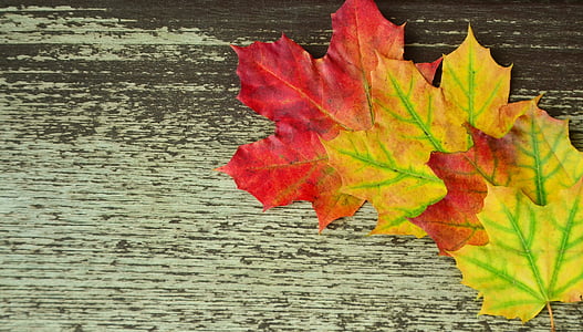 four red-and-yellow maple leaves thumbnail