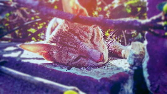 animal, cute, cat, adorable thumbnail