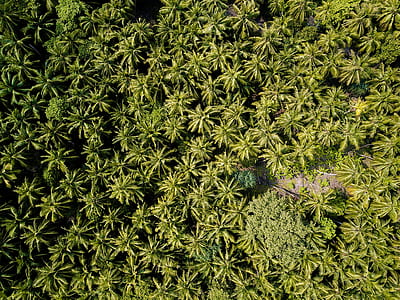 aerial photography of green palm trees thumbnail
