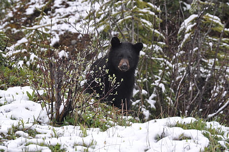 black bear on grass during daytime thumbnail