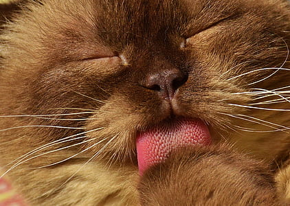 brown cat thumbnail