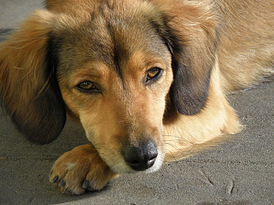 adult long-haired tan dachshund thumbnail