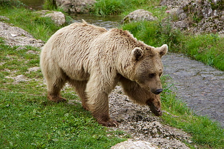 brown bear near river during daytime thumbnail