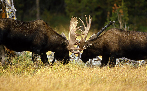 Two moose fighting thumbnail