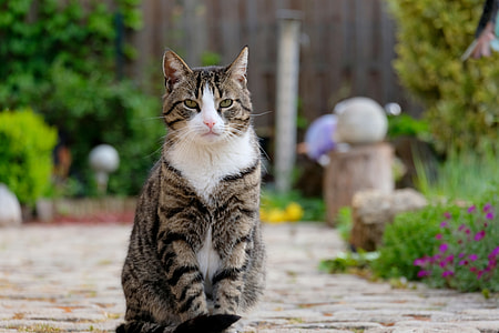 silver tabby cat on pathway near plants thumbnail