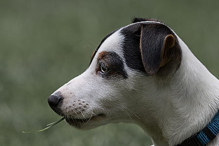 selective focus photo of short-coated white dog biting grass thumbnail